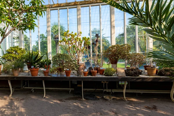 Gothenburg Švédsko Června 2021 Skleněný Skleník Veřejnost Palm House Zahradní — Stock fotografie