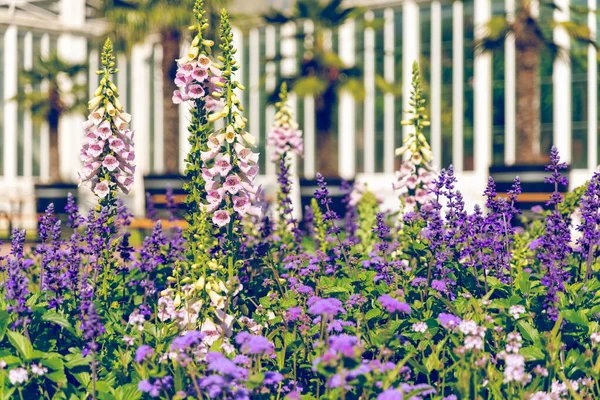 Gothenburg Suecia Julio 2021 Invernadero Vidrio Public Palm House Garden —  Fotos de Stock