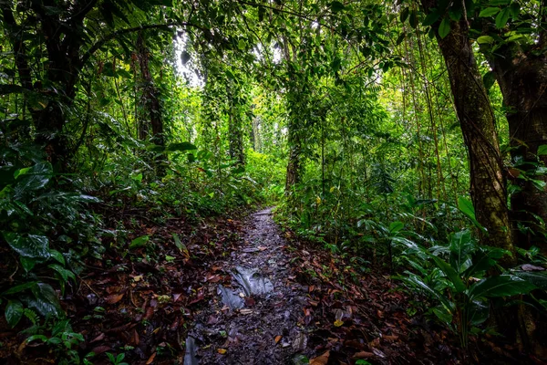 Panama Rainforest Exotic Landscape Natural Tropical Forest Atmosphere Central America — Stock Photo, Image