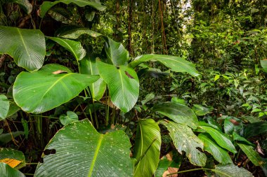 Panama yağmur ormanları. Egzotik manzara. Doğal Tropikal Orman Atmosferi. Orta Amerika. 