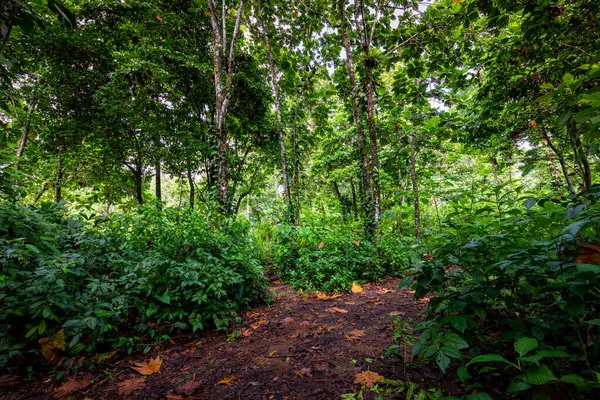 Panamský Deštný Prales Exotická Krajina Atmosféra Přírodního Tropického Lesa Střední — Stock fotografie