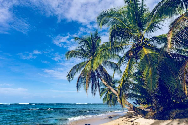 熱帯のビーチ ヤシの木と静かなカリブ海のビーチ Bastimentos Island Bocas Del Toro 中央アメリカ パナマ — ストック写真