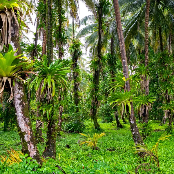 热带海滩 和平的加勒比海海滩 有棕榈树 Bastimentos Island Bocas Del Toro Central America — 图库照片