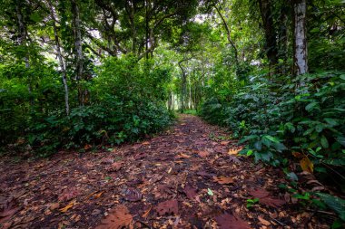 Panama yağmur ormanları. Egzotik manzara. Doğal Tropikal Orman Atmosferi. Orta Amerika. 