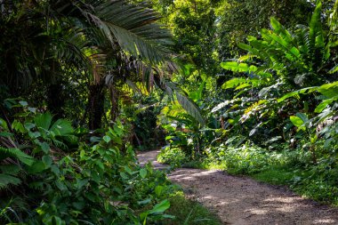 Panama yağmur ormanları. Egzotik manzara. Doğal Tropikal Orman Atmosferi. Orta Amerika. 
