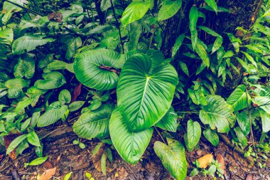 Panama yağmur ormanları. Egzotik manzara. Doğal Tropikal Orman Atmosferi. Orta Amerika. 