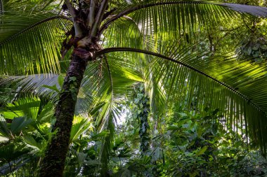 Panama yağmur ormanları. Egzotik manzara. Doğal Tropikal Orman Atmosferi. Orta Amerika. 