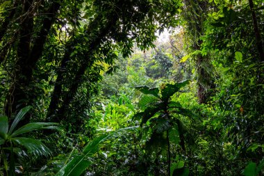 Panama yağmur ormanları. Egzotik manzara. Doğal Tropikal Orman Atmosferi. Orta Amerika. 