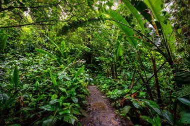 Panama yağmur ormanları. Egzotik manzara. Doğal Tropikal Orman Atmosferi. Orta Amerika. 