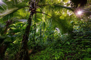 Panama yağmur ormanları. Egzotik manzara. Doğal Tropikal Orman Atmosferi. Orta Amerika. 