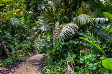 Panama yağmur ormanları. Egzotik manzara. Doğal Tropikal Orman Atmosferi. Orta Amerika. 