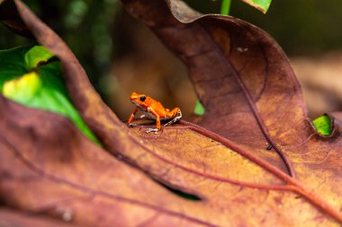 Panama 'da Kızıl Kurbağa. Red Frog Sahili, Bastimentos Adası 'nda kırmızı bir zehirli dart kurbağası. Bocas del Toro, Orta Amerika. Panama.