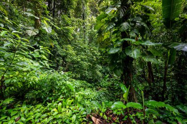 Panama yağmur ormanları. Egzotik manzara. Doğal Tropikal Orman Atmosferi. Orta Amerika. 