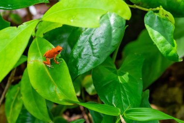 Panama 'da Kızıl Kurbağa. Red Frog Sahili, Bastimentos Adası 'nda kırmızı bir zehirli dart kurbağası. Bocas del Toro, Orta Amerika. Panama.