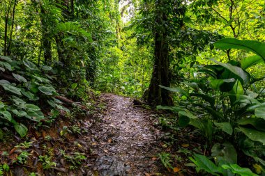 Panama yağmur ormanları. Egzotik manzara. Doğal Tropikal Orman Atmosferi. Orta Amerika. 