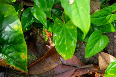 Panama 'da Kızıl Kurbağa. Red Frog Sahili, Bastimentos Adası 'nda kırmızı bir zehirli dart kurbağası. Bocas del Toro, Orta Amerika. Panama.