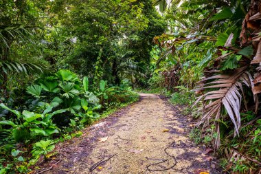 Panama yağmur ormanları. Egzotik manzara. Doğal Tropikal Orman Atmosferi. Orta Amerika. 