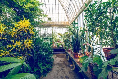 GOTHENBURG, SVEDEN - 24 Temmuz 2021: cam sera. Halka açık Palm House, Göteborg Bahçe Topluluğu 24 Temmuz 2021.