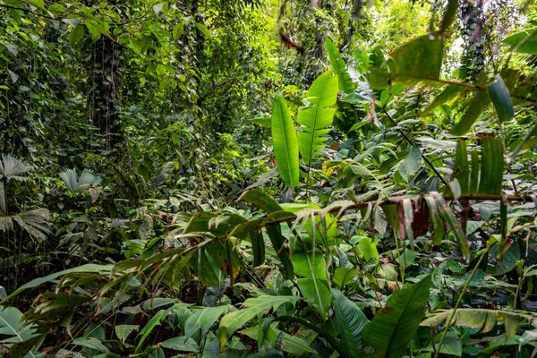 Selva Tropical Panamá Paisaje Exótico Ambiente Del Bosque Tropical Natural —  Fotos de Stock