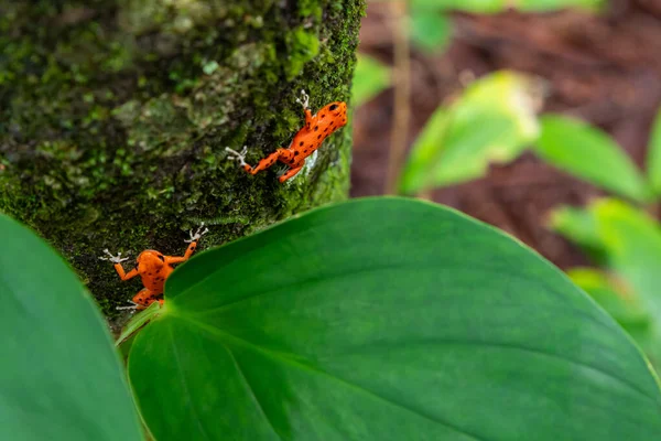 Red Frog Panama Une Grenouille Venimeuse Fraise Rouge Plage Red — Photo