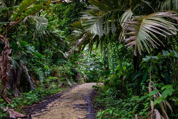 Panama yağmur ormanları. Egzotik manzara. Doğal Tropikal Orman Atmosferi. Orta Amerika. 