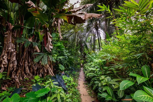 パナマ熱帯雨林 異国情緒あふれる風景 自然の熱帯林の雰囲気 中央アメリカ — ストック写真