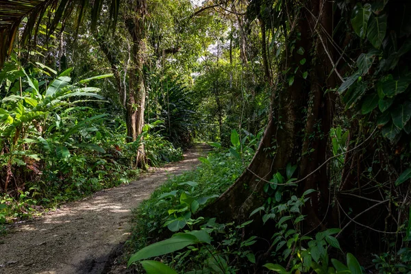 Panama Regnskog Exotiskt Landskap Naturlig Tropisk Skogsatmosfär Centralamerika — Stockfoto