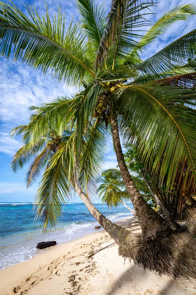 Tropik plaj. Palmiyeli huzurlu Karayip plajı. Bastimentos Adası, Bocas del Toro, Orta Amerika, Panama.