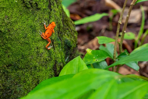 巴拿马的红青蛙在巴斯蒂门托斯岛的红青蛙海滩 一只红色草莓毒刺蛙 Bocas Del Toro 中美洲 巴拿马 — 图库照片