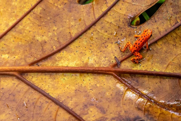 Κόκκινος Βάτραχος Στον Παναμά Ένα Κόκκινο Βατράχι Δηλητηριώδη Βελάκια Φράουλα — Φωτογραφία Αρχείου