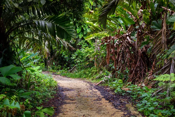 Panama Regnskog Exotiskt Landskap Naturlig Tropisk Skogsatmosfär Centralamerika — Stockfoto