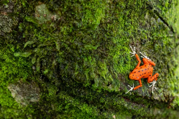 Panama Kızıl Kurbağa Red Frog Sahili Bastimentos Adası Nda Kırmızı — Stok fotoğraf