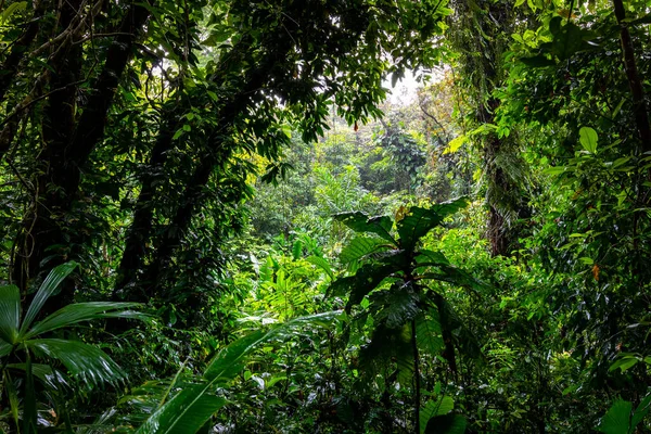 Las Deszczowy Panama Egzotyczny Krajobraz Naturalna Atmosfera Lasów Tropikalnych Ameryka — Zdjęcie stockowe