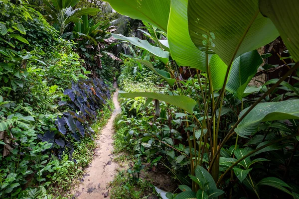 パナマ熱帯雨林 異国情緒あふれる風景 自然の熱帯林の雰囲気 中央アメリカ — ストック写真