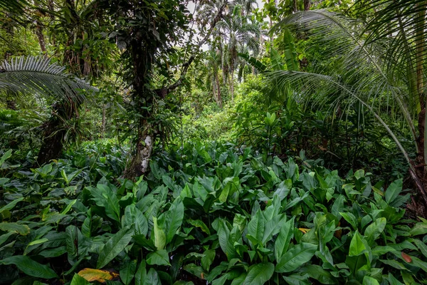 Floresta Tropical Panamá Paisagem Exótica Atmosfera Natural Floresta Tropical América — Fotografia de Stock