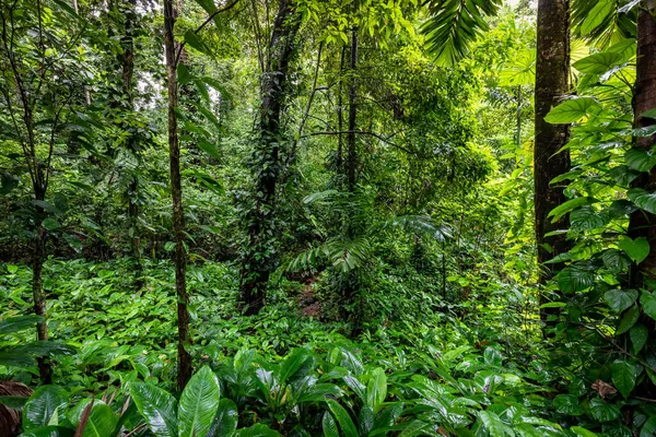 Panama Regnskog Exotiskt Landskap Naturlig Tropisk Skogsatmosfär Centralamerika — Stockfoto