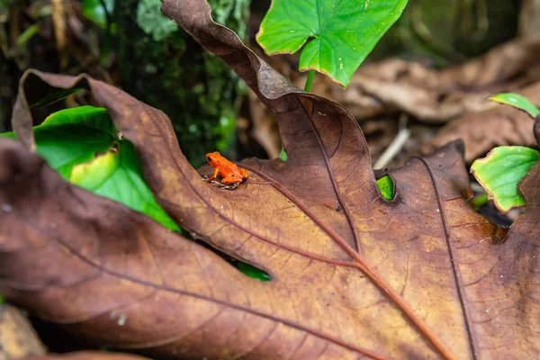 Sapo Vermelho Panamá Sapo Dardo Venenoso Morango Vermelho Praia Sapo — Fotografia de Stock