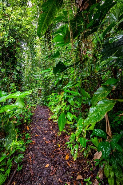 Panama Regnskog Exotiskt Landskap Naturlig Tropisk Skogsatmosfär Centralamerika — Stockfoto
