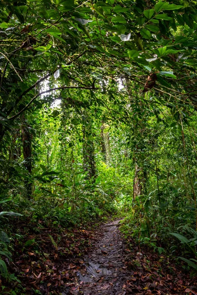 Panama Rainforest Paysage Exotique Natural Tropical Forest Atmosphere Amérique Centrale — Photo