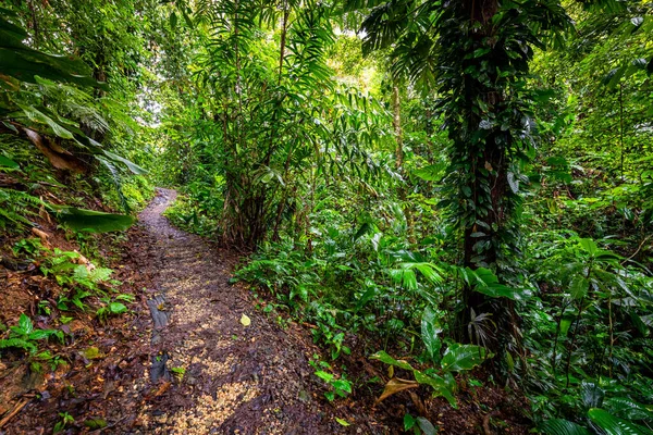 Panama Foresta Pluviale Paesaggio Esotico Atmosfera Naturale Della Foresta Tropicale — Foto Stock