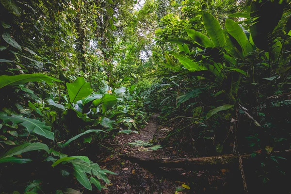 Panama Regenwald Exotische Landschaft Natürliche Tropenwaldatmosphäre Mittelamerika — Stockfoto
