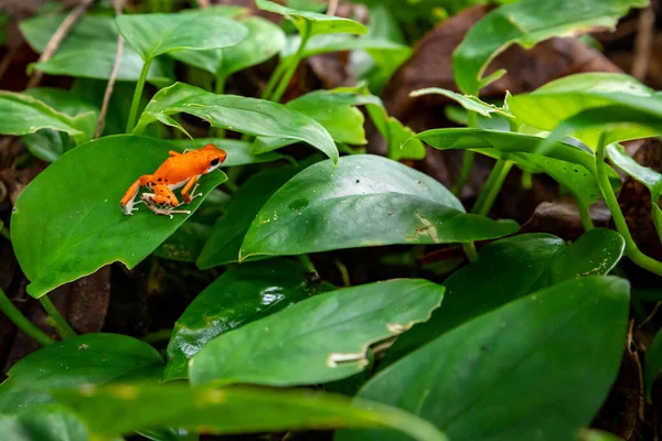 巴拿马的红青蛙在巴斯蒂门托斯岛的红青蛙海滩 一只红色草莓毒刺蛙 Bocas Del Toro 中美洲 巴拿马 — 图库照片