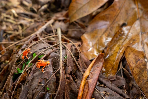 Red Frog Panama Une Grenouille Venimeuse Fraise Rouge Plage Red — Photo