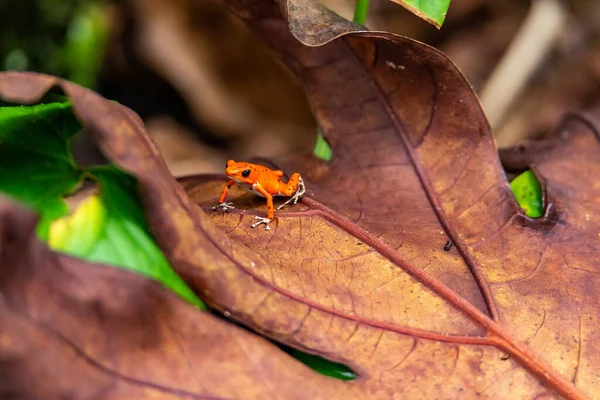 Κόκκινος Βάτραχος Στον Παναμά Ένα Κόκκινο Βατράχι Δηλητηριώδη Βελάκια Φράουλα — Φωτογραφία Αρχείου