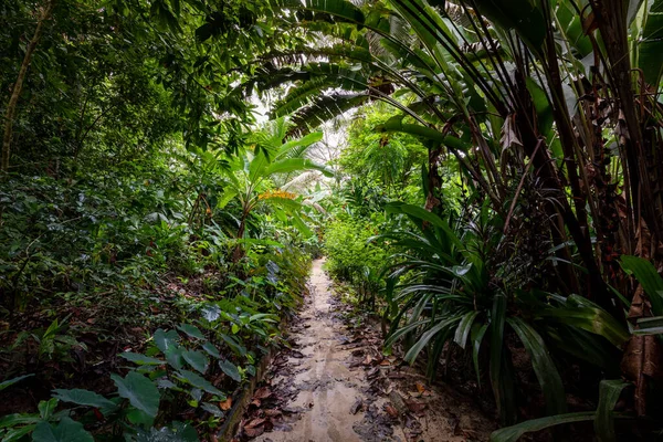 Panama Rainforest Exotic Landscape Natural Tropical Forest Atmosphere Central America — Stock Photo, Image