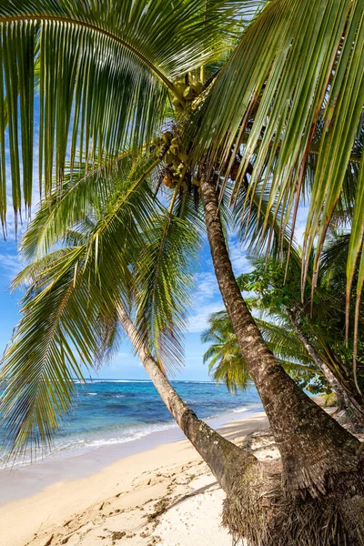 Tropisch Strand Vredig Caribisch Strand Met Palmbomen Bastimentos Island Bocas — Stockfoto
