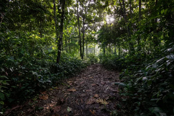 Panama Rainforest Paysage Exotique Natural Tropical Forest Atmosphere Amérique Centrale — Photo