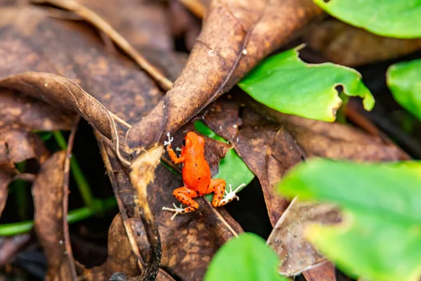 Sapo Vermelho Panamá Sapo Dardo Venenoso Morango Vermelho Praia Sapo — Fotografia de Stock