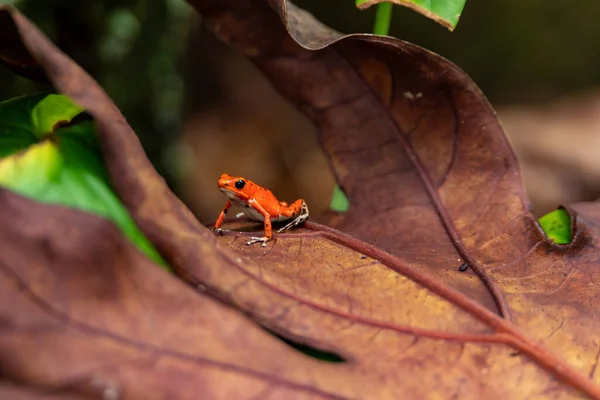 Red Frog in Panama. A red strawberry poison-dart frog at the Red Frog Beach, Bastimentos Island. Bocas del Toro, Central America. Panama.