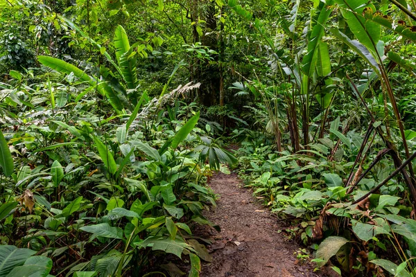 Nature Couper Souffle Travers Chemin Jungle Vers Les Cascades Perdues — Photo